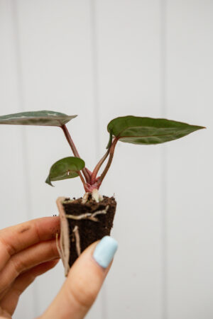 Anthurium Michelle
