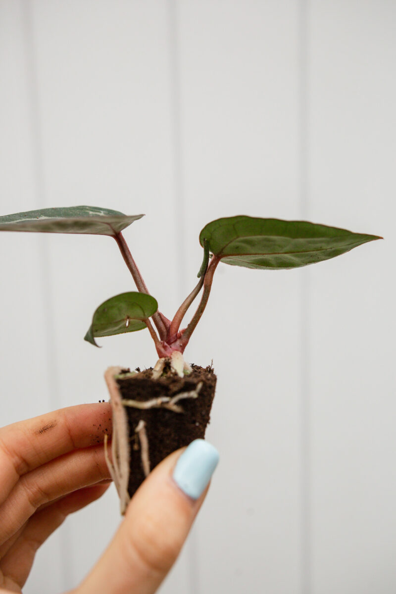 Anthurium Michelle