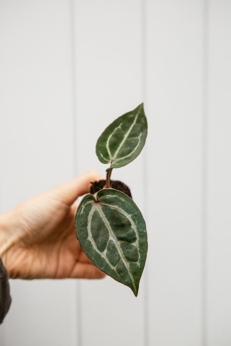 Anthurium Michelle