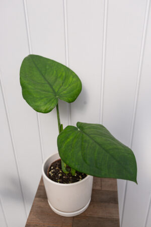 Syngonium Chiapense