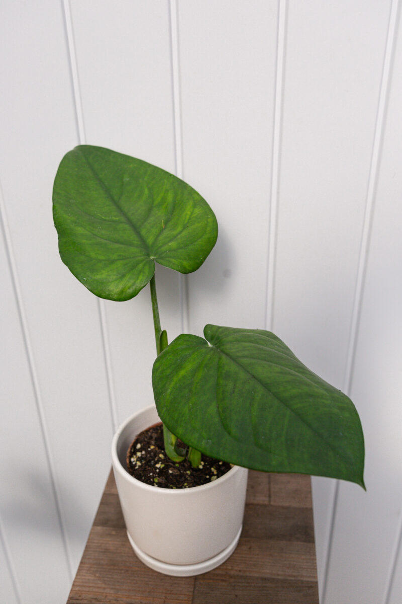 Syngonium Chiapense