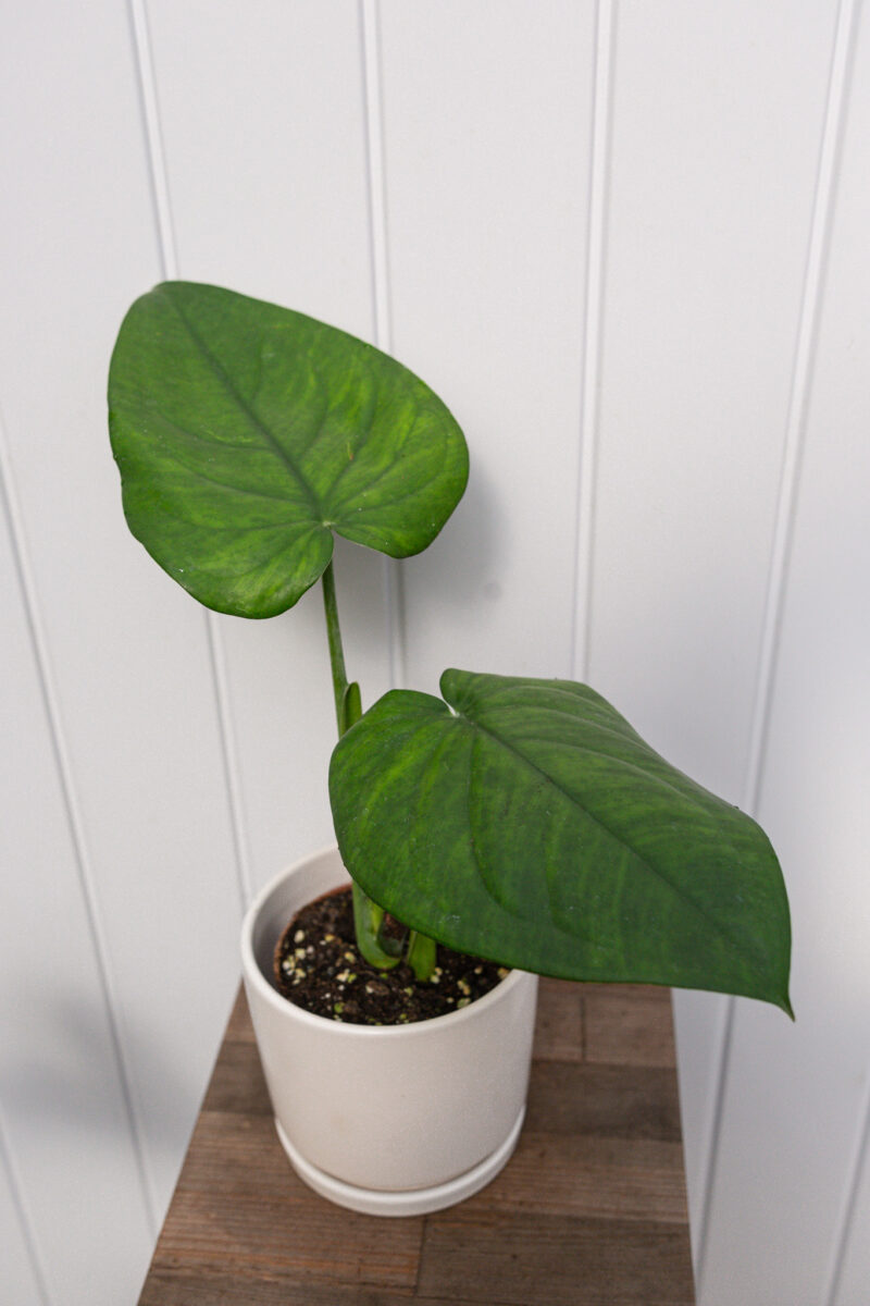 Syngonium Chiapense