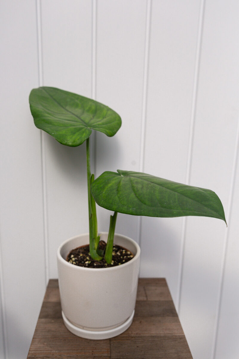 Syngonium Chiapense