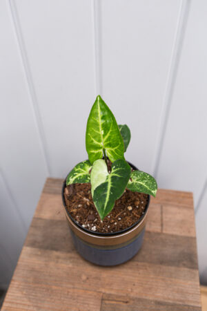 Syngonium Panda