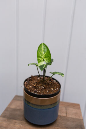 Syngonium Panda