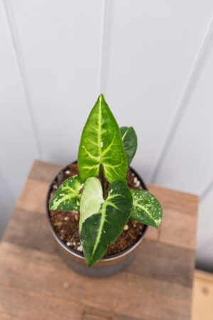 Syngonium Panda