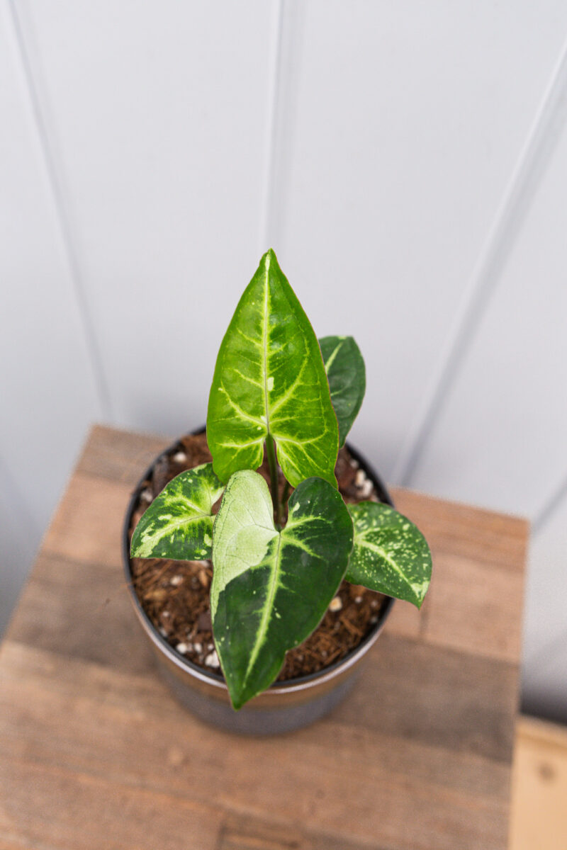 Syngonium Panda