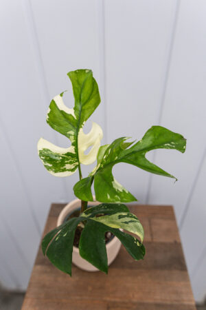 Rhaphidophora tetrasperma variegata ( monstera minima variegata)