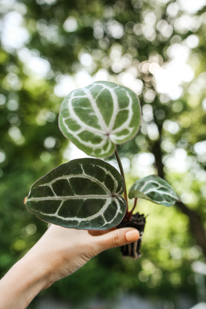 Anthurium Michelle