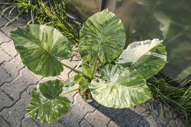 Alocasia Gageana Variegata Alocasia Gageana Variegata