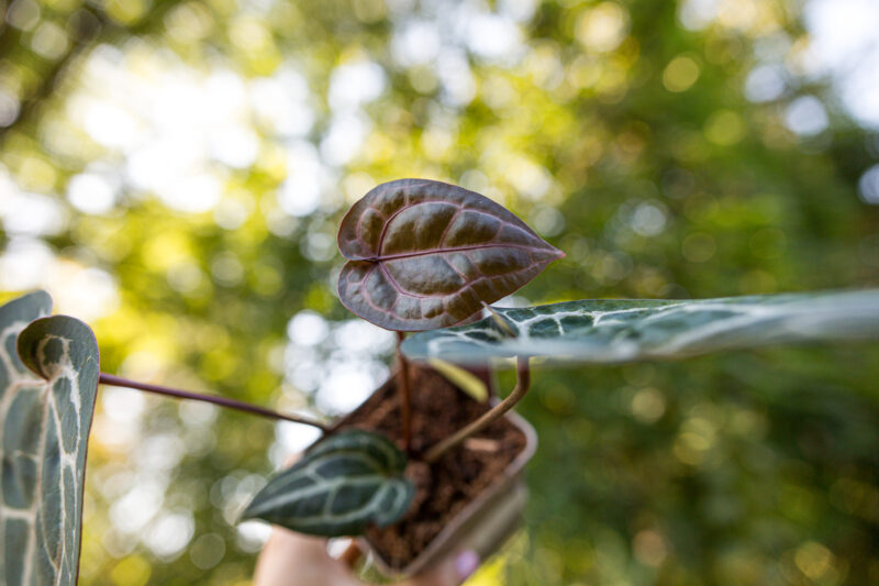 Anthurium Michelle