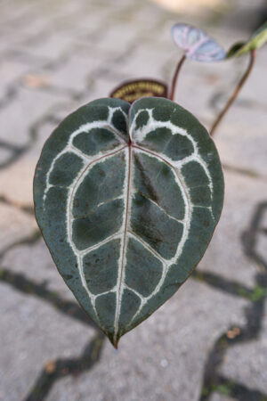 Anthurium Michelle