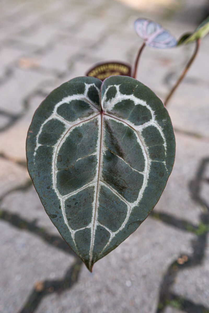 Anthurium Michelle Anthurium Michelle