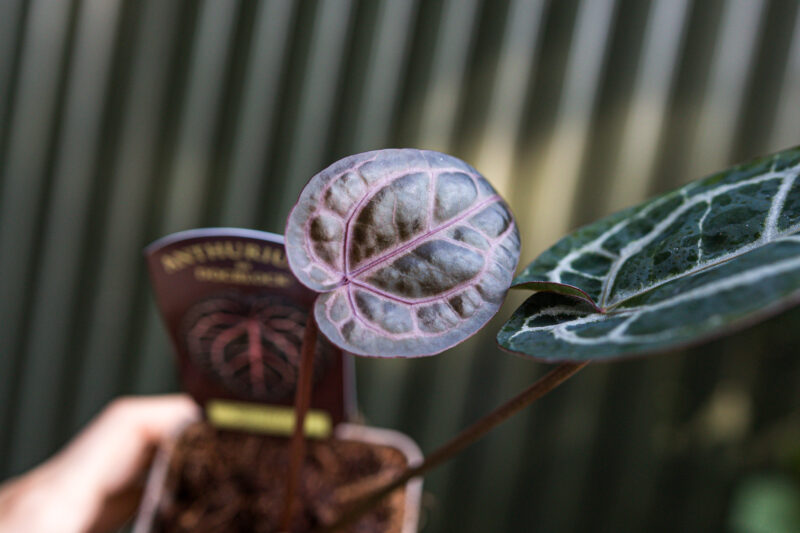 Anthurium Michelle