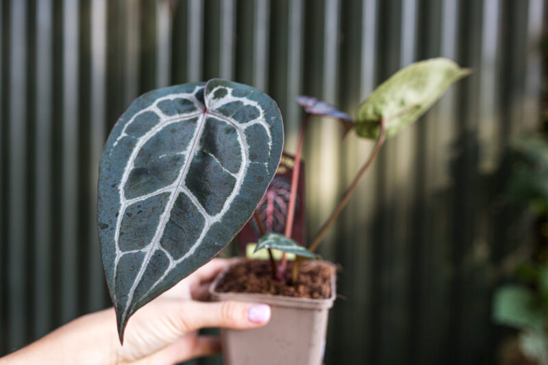 Anthurium Michelle
