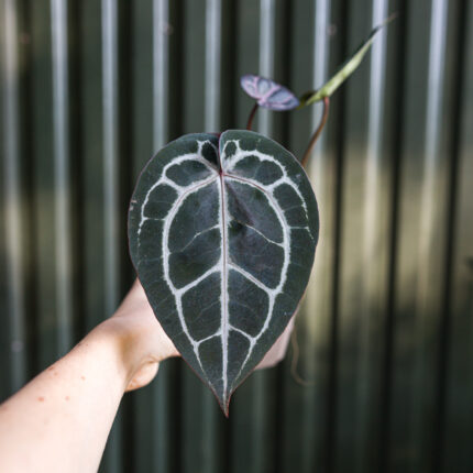 Anthurium Michelle