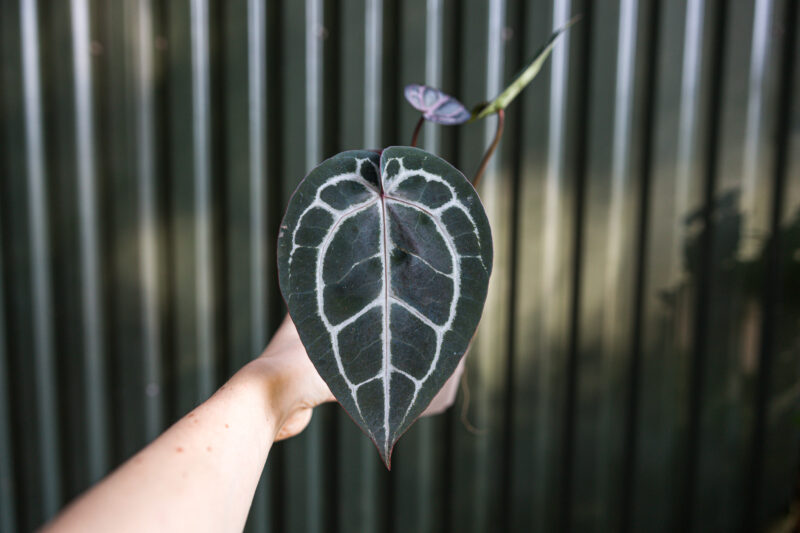 Anthurium Michelle