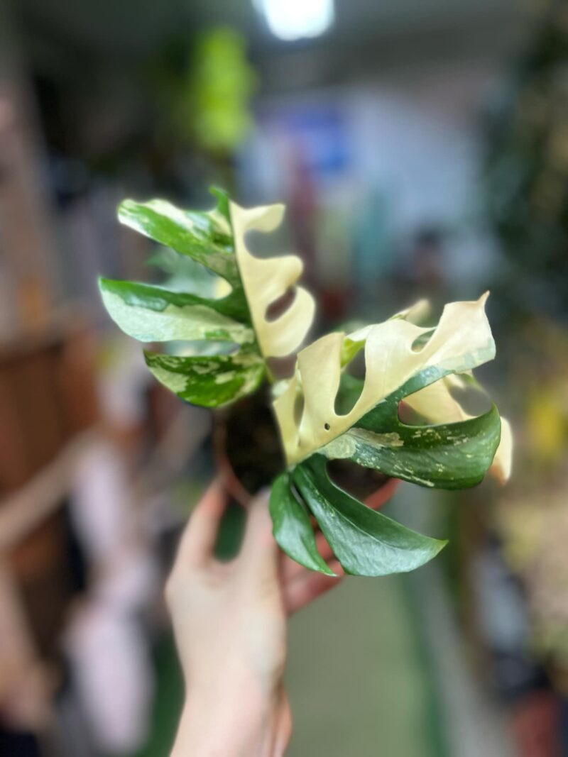 Rhaphidophora tetrasperma variegata ( monstera minima variegata)