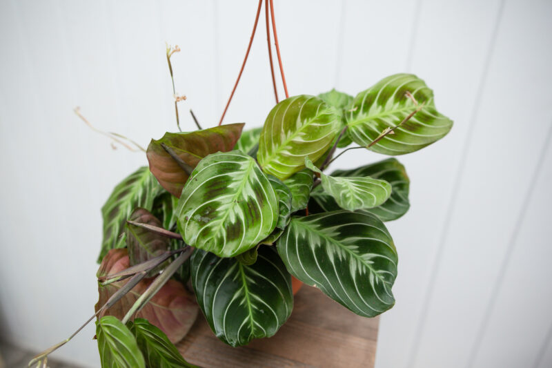 Maranta NoID Maranta NoID