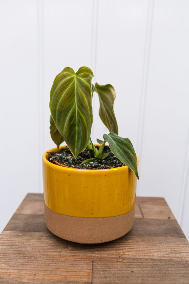 Philodendron Glorious Philodendron Glorious