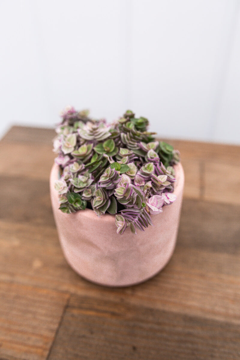 callisia rosato