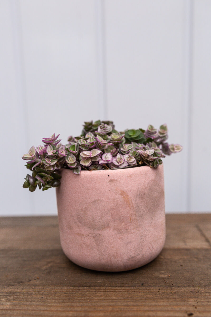 callisia rosato