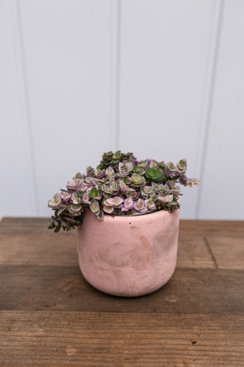 callisia rosato