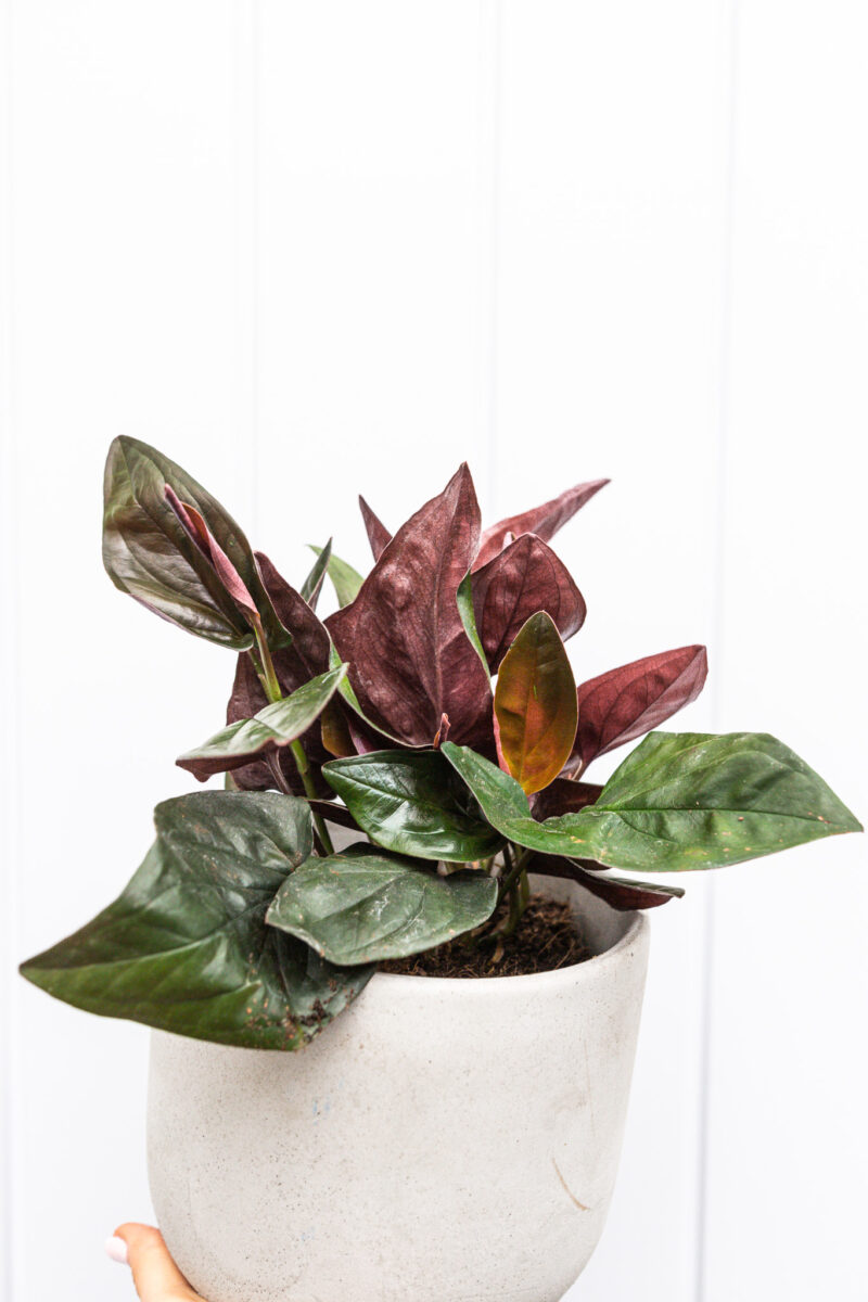Syngonium red arrow