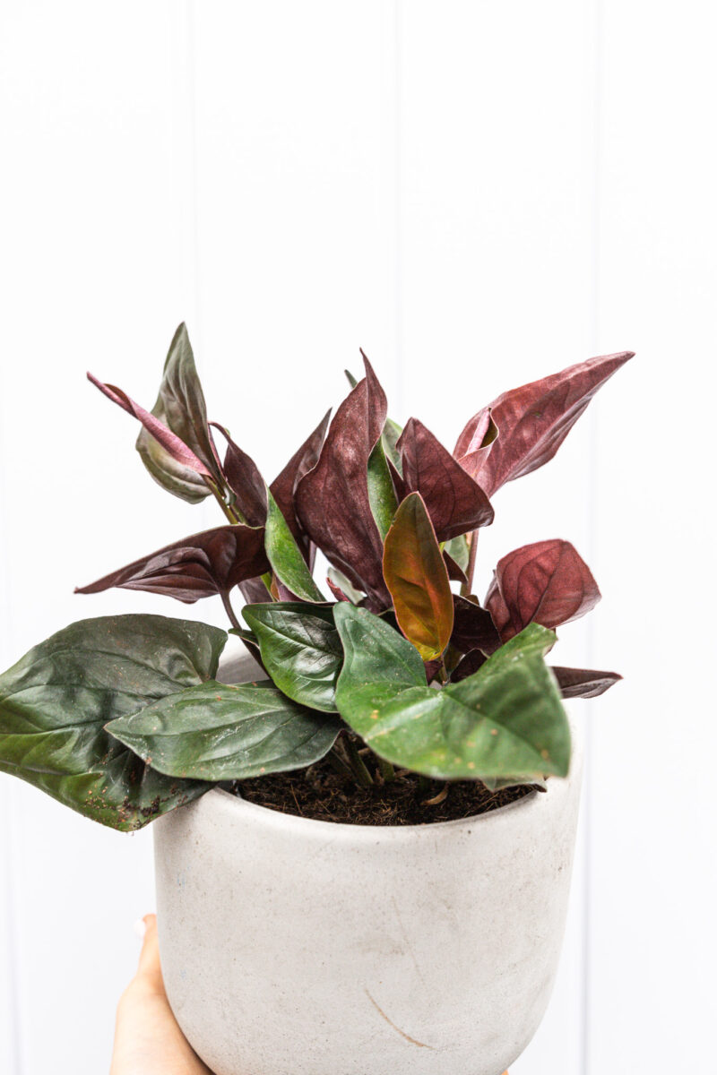 Syngonium red arrow