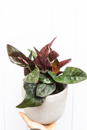 Syngonium red arrow