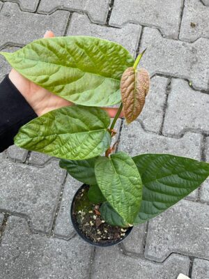 Ficus Villosa