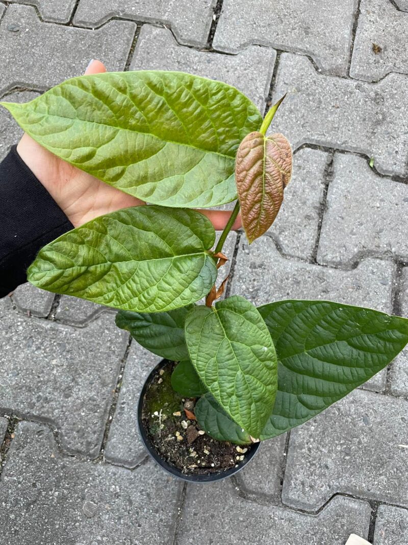 Ficus Villosa