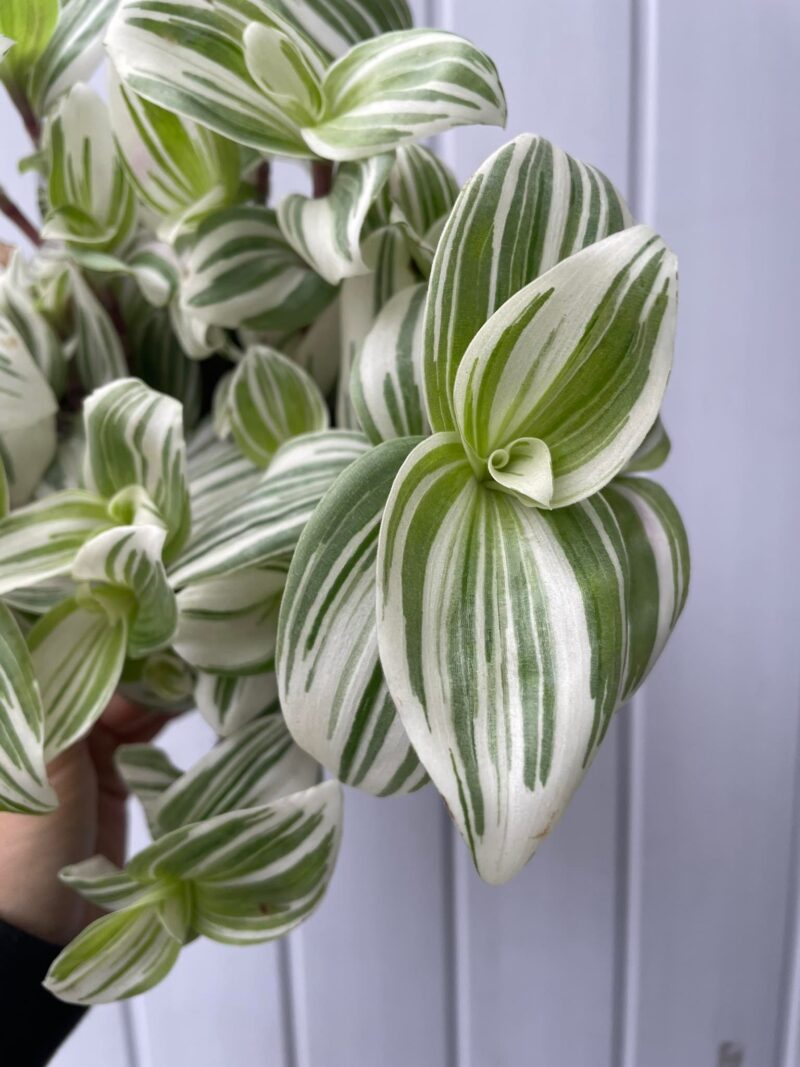 Tradescantia ‘Brightness’ Trzykrotka Variegata Tradescantia ‘Brightness’ Trzykrotka Variegata