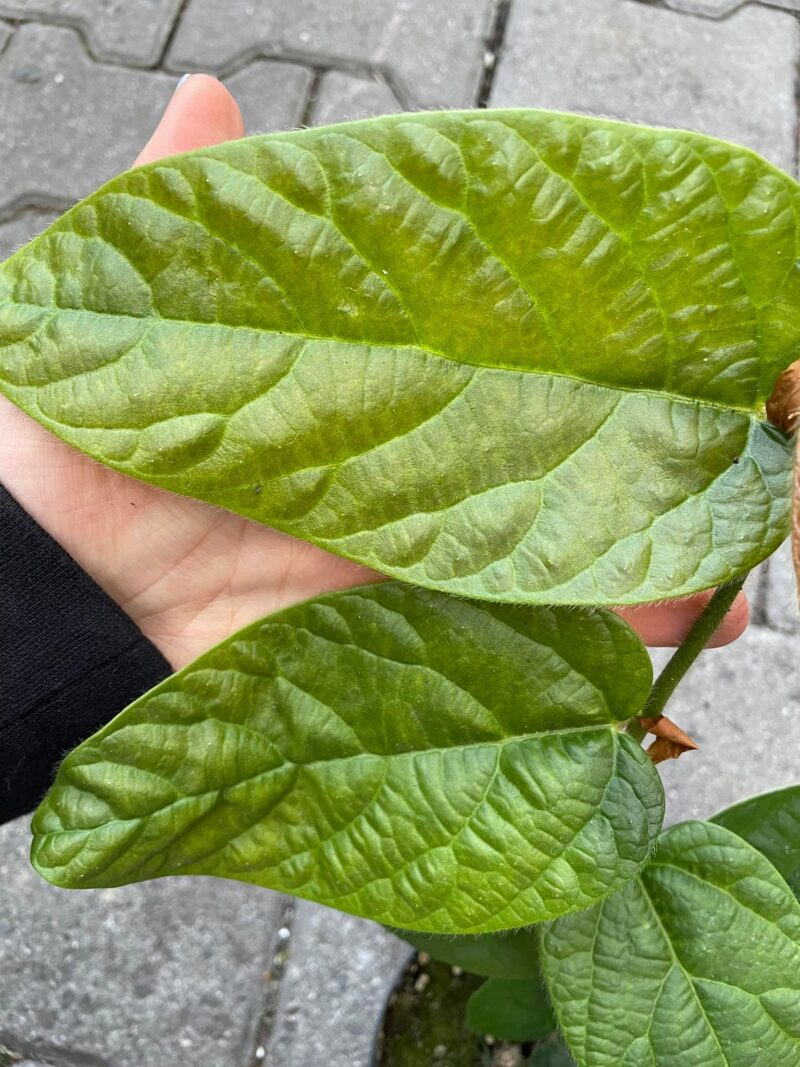Ficus Villosa