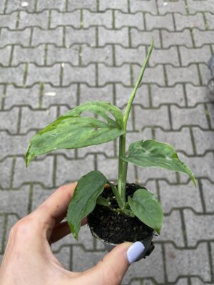 monstera esqueleto