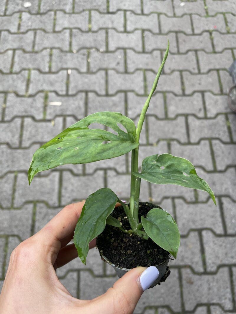 monstera esqueleto