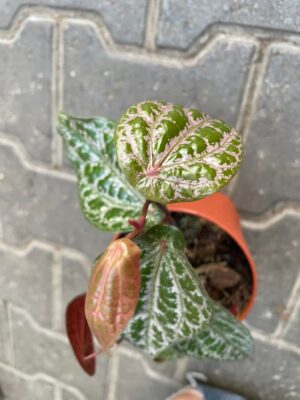 Piper crocatum