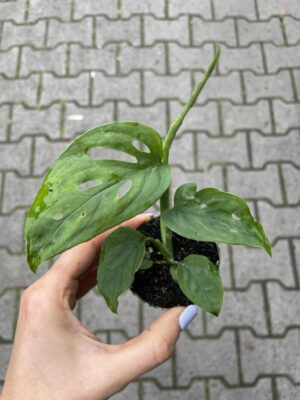 monstera esqueleto