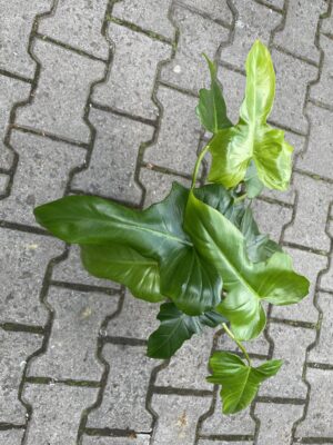 Philodendron Dragon
