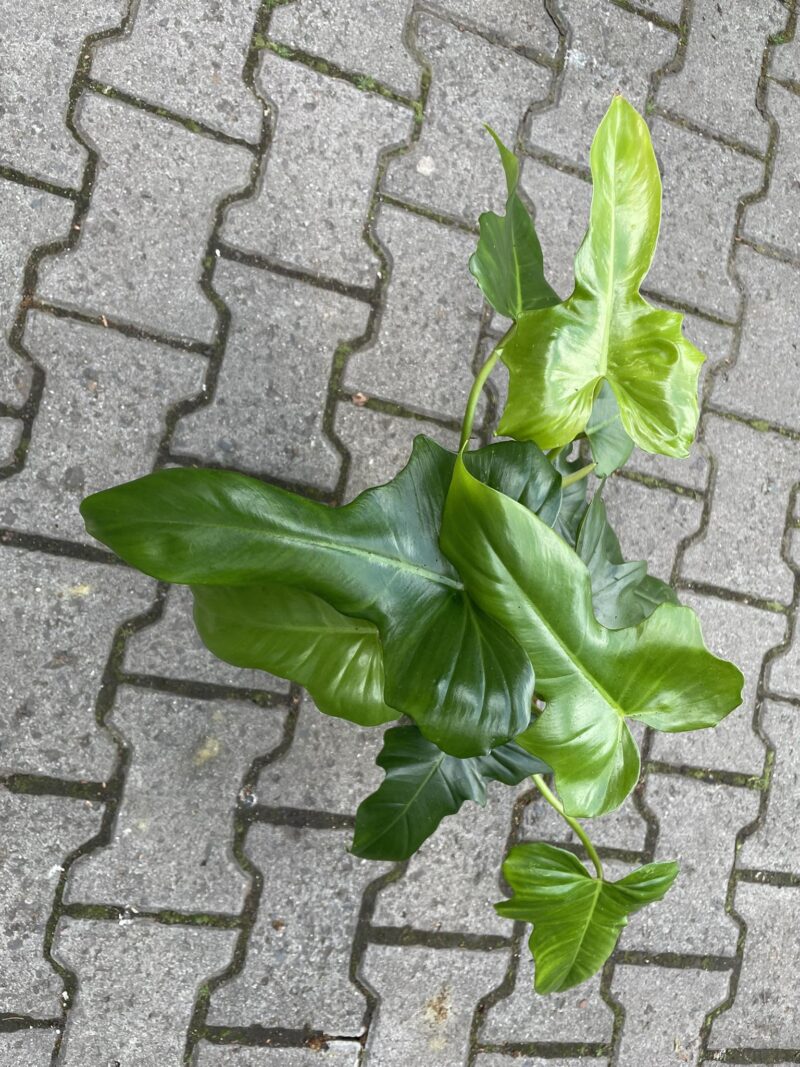 Philodendron Dragon