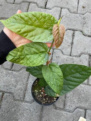 Ficus Villosa