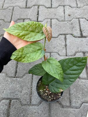 Ficus Villosa