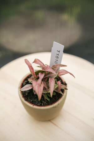 Syngonium T1510
