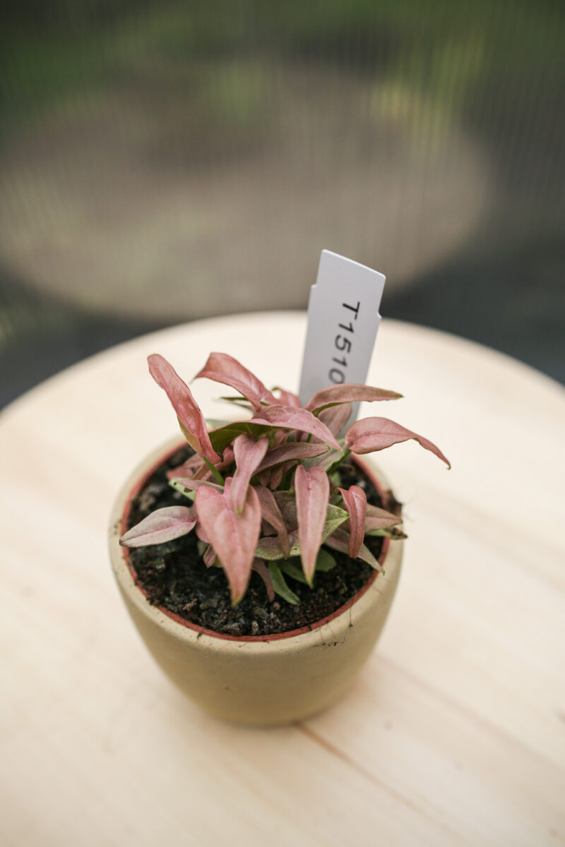 Syngonium T1510
