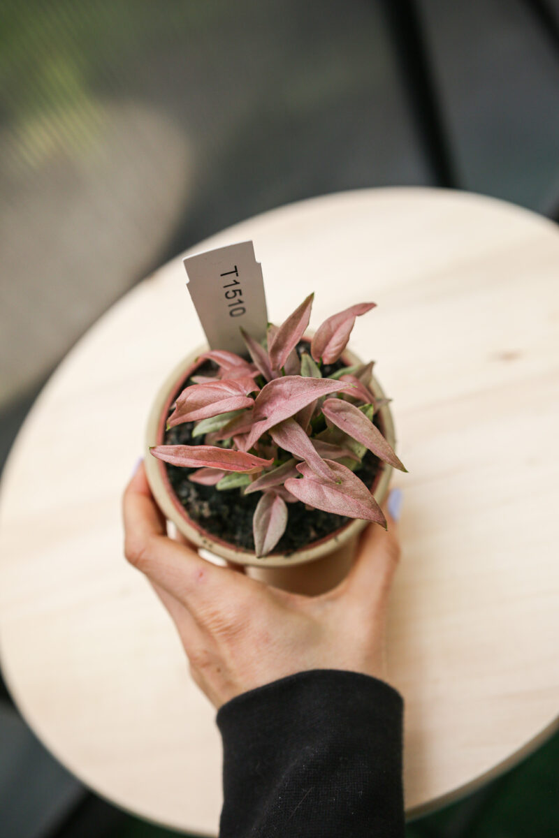 Syngonium T1510