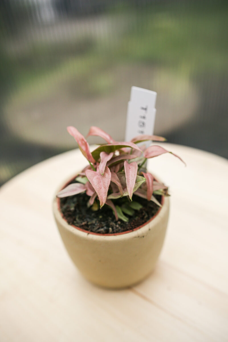 Syngonium T1510
