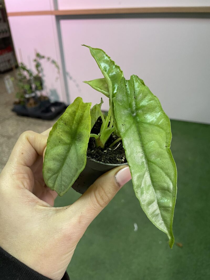 Alocasia Heterophylla dragon’s breath