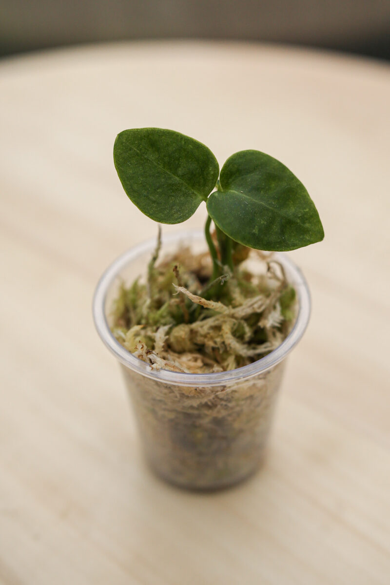 Anthurium AOS