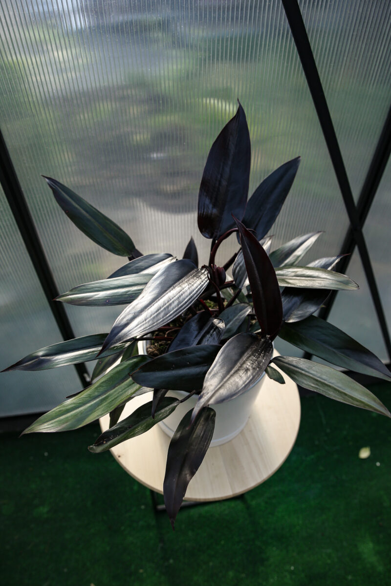 Philodendron Lisa