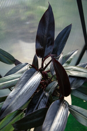 Philodendron Lisa